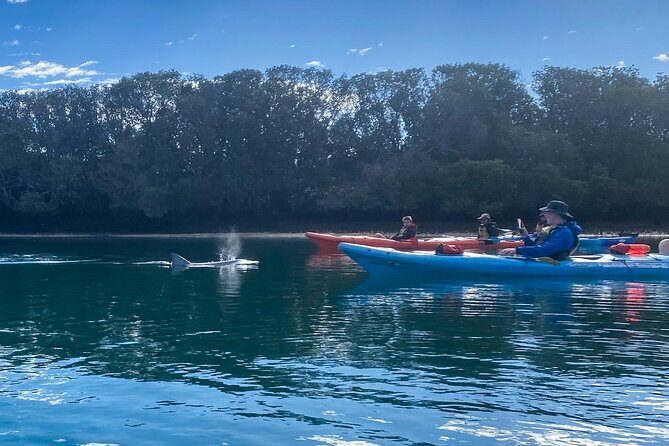 Adelaide Dolphin Sanctuary Mangroves Kayaking Tour - A Closer Look at the Adelaide Dolphin Sanctuary Mangroves Kayaking Tour