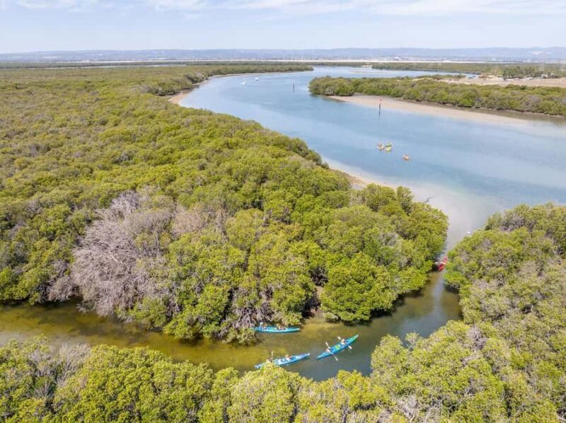 Adelaide: Dolphin Sanctuary Single or Double Kayak Rental - Key Points