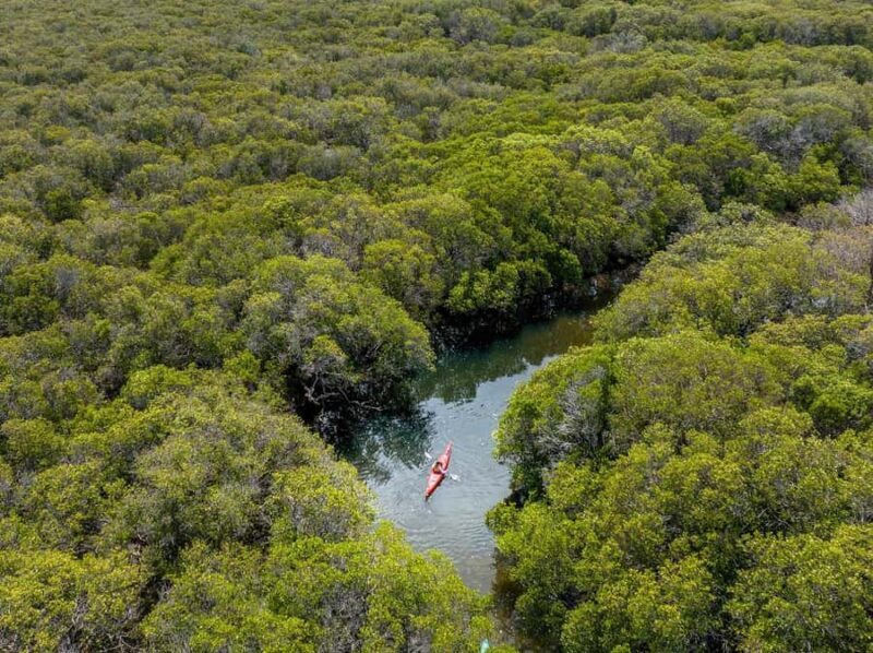 Adelaide: Dolphin Sanctuary Single or Double Kayak Rental - Who Would Enjoy This Tour?
