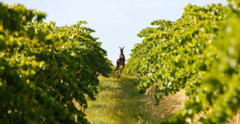 Adelaide: Fork & Grape Safari 4WD Tour - The Sum Up