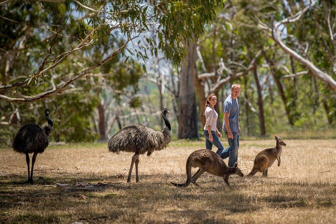 Adelaide Gems Tour-Inspired by Phil Rosenthal's Netflix Odyssey - Key Points