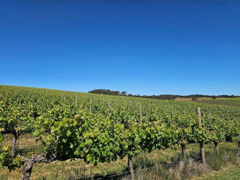 Adelaide: Hahndorf & Hills Wine and/or Gin Tour - Key Points