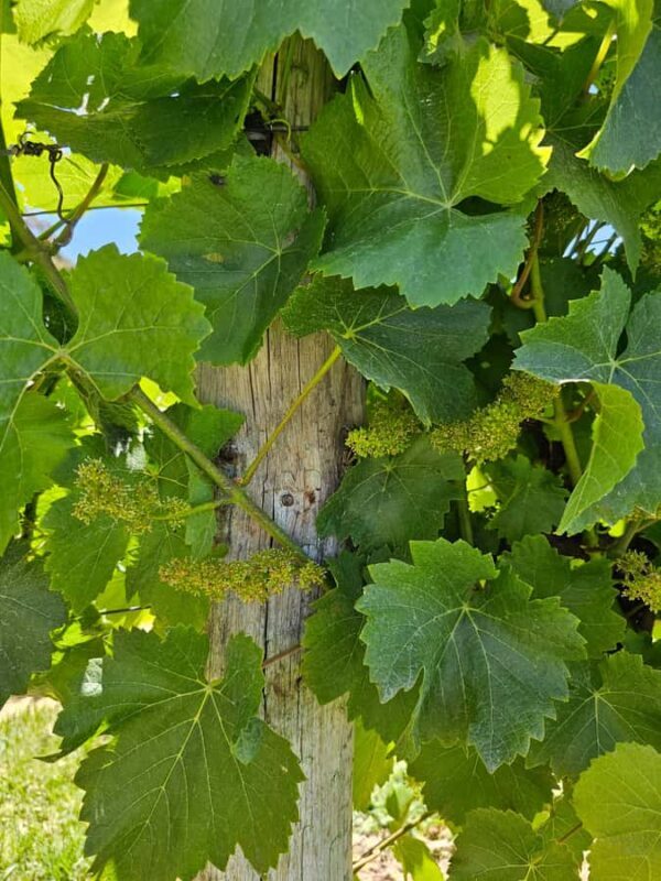 Adelaide: Hahndorf & Hills Wine and/or Gin Tour - Practical Details and Value