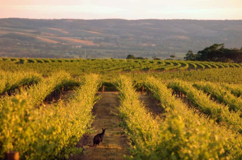 Adelaide: Highlights, Hahndorf & McLaren Vale Wine Tasting - Who Should Consider This Tour?
