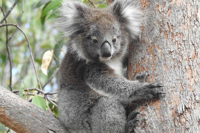 Adelaide Hills Private Day Tour - An In-Depth Look at the Tour Itinerary