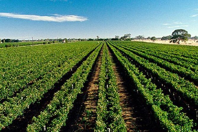Adelaide Hills Wine Tour - Adelaide Hills Wine Tour: An Authentic Sip of South Australia