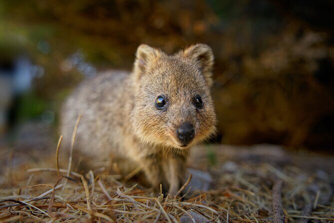 Adelaide Hills Wine & Wildlife Private Tour, inc Hahndorf & lunch - Introduction