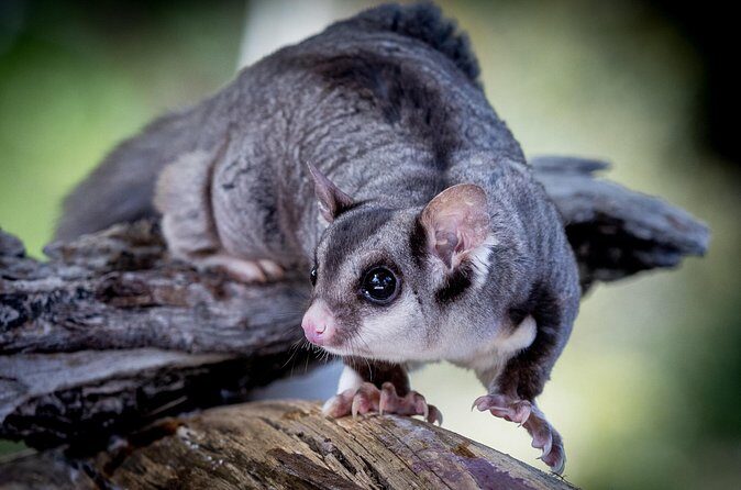 Adelaide Hills Wine & Wildlife Private Tour, inc Hahndorf & lunch - Mylor Wildlife Experience: Getting Up Close