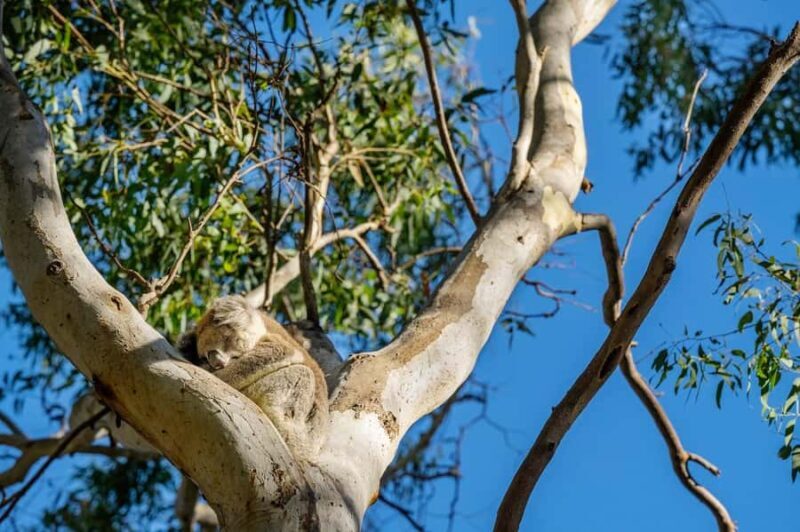 Adelaide: Morialta Wilderness and Wildlife Hike - The Experience’s Strengths and Considerations