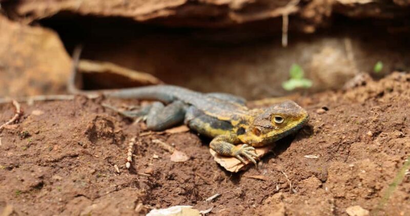 Adelaide: Morialta Wilderness and Wildlife Hike - The Sum Up