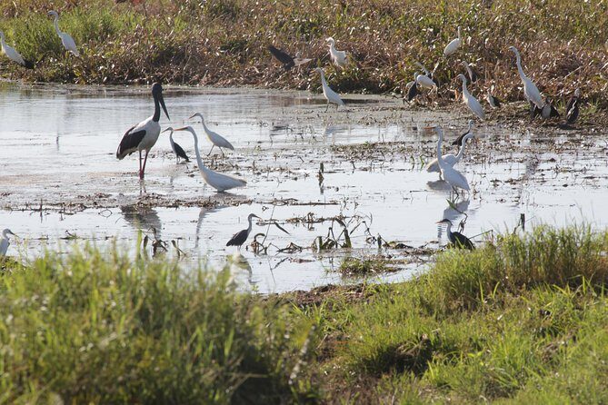 Adelaide River Jumping Croc Cruise - FAQs