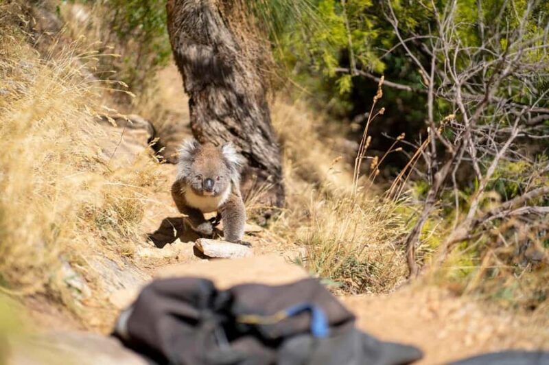 Adelaide: Rock Climbing and Abseiling Experience in Morialta - An In-Depth Look at the Climb