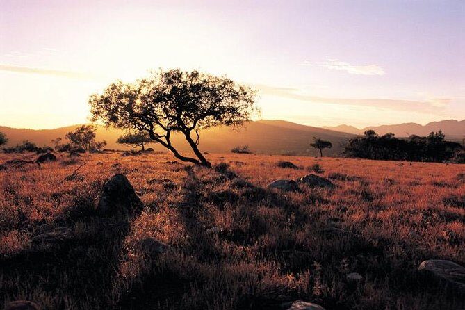 Adelaide to Coober Pedy 7-Day Small Group 4WD Eco Safari - The Journey Begins: What to Expect from the Itinerary