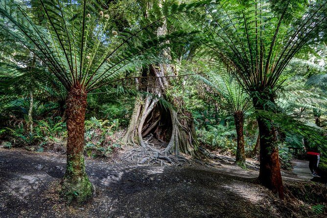 Adelaide to Melbourne 3-Day Trip Grampians and Great Ocean Road - A Deep Dive into the Itinerary