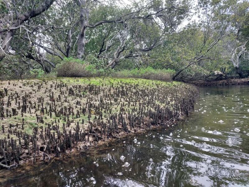 Adelaide: Twilight Mangrove Creek Kayak Tour - Adelaide: Twilight Mangrove Creek Kayak Tour — A Detailed Review
