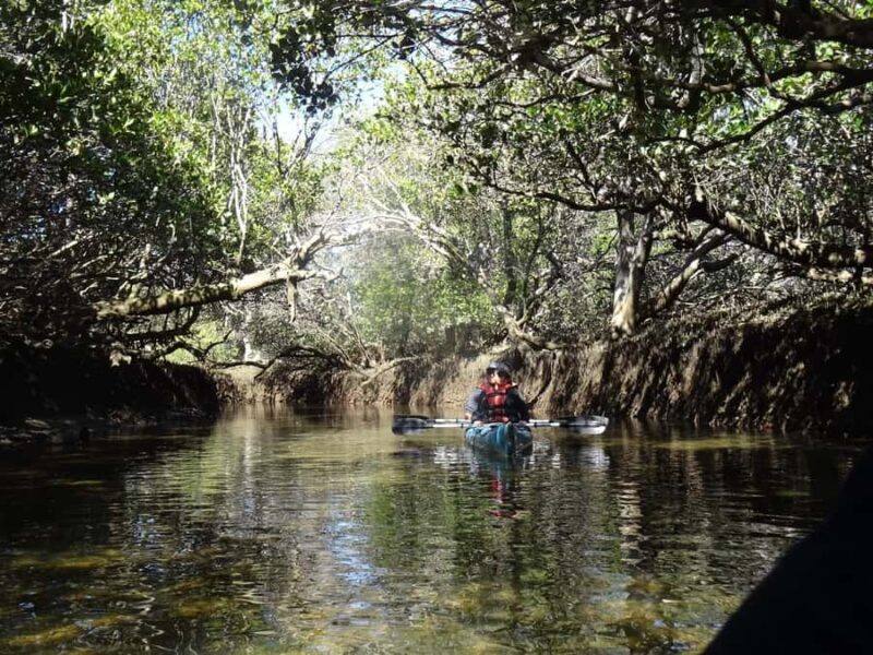 Adelaide: Twilight Mangrove Creek Kayak Tour - Why the Adelaide Twilight Mangrove Creek Kayak Tour is Worth Considering