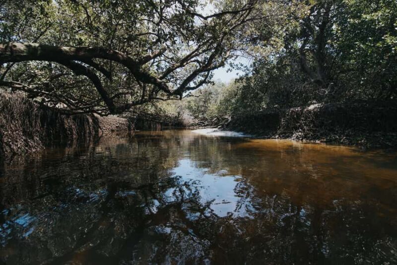 Adelaide: Twilight Mangrove Creek Kayak Tour - What to Expect During Your Paddle