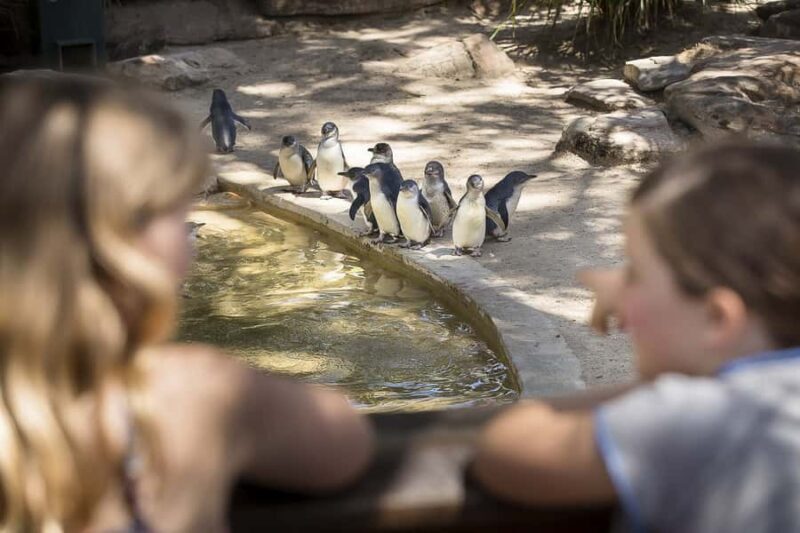 Adelaide Zoo: General Admission Tickets - What the Animal Encounters Bring