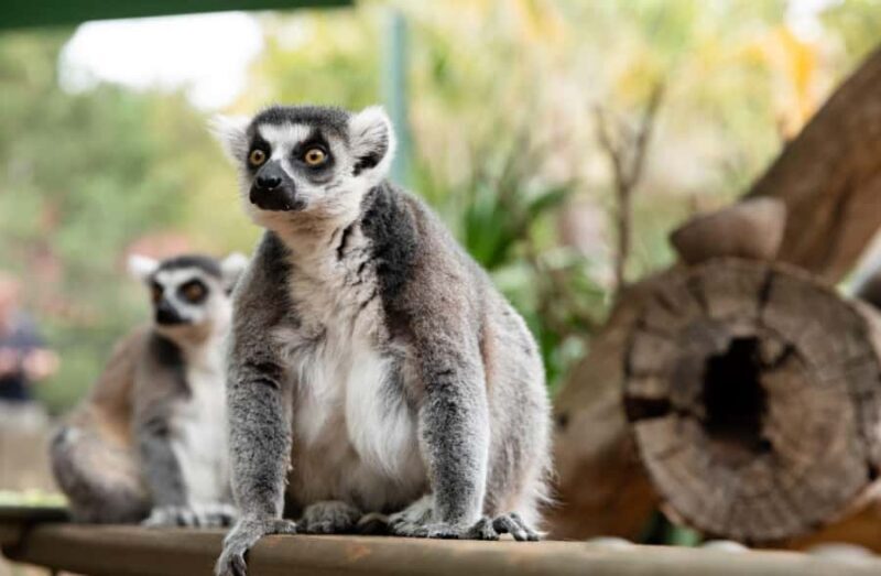 Adelaide Zoo: General Admission Tickets - Highlights That Stand Out