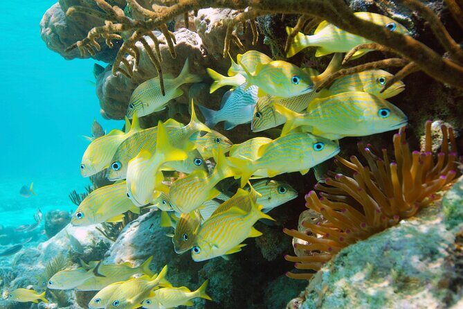 Adrenaline Experience - Snorkel, Rappell & Ziplines from Riviera Maya - Authentic Experiences and Real Traveler Insights