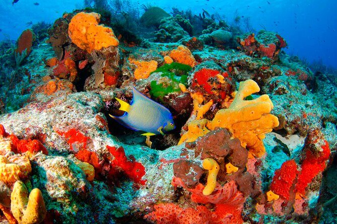 Adrenaline Experience - Snorkel, Rappell & Ziplines from Riviera Maya - Who Will Love This Tour?