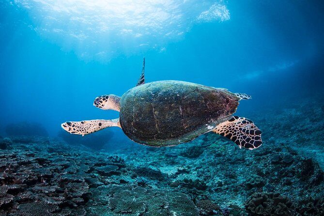 Advanced Open Water Course - Advanced Certification in Lembongan (next to Bali) - What’s Included and What’s Not