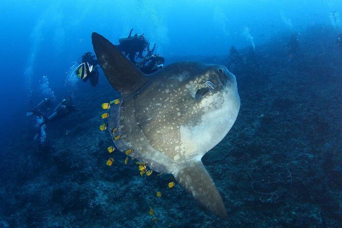 Advanced Open Water Course - Advanced Certification in Lembongan (next to Bali) - Why This Course Offers Great Value