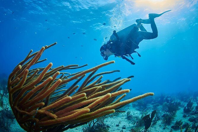 Advanced Open Water Diver course PADI in Playa del Carmen - The Review of the Experience