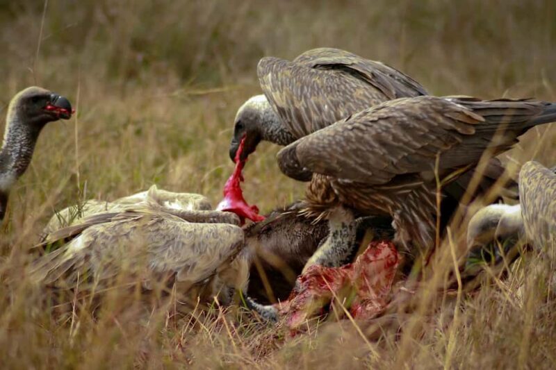 ADVENTURE: 7DAYS KENYA SAFARI - Key Points