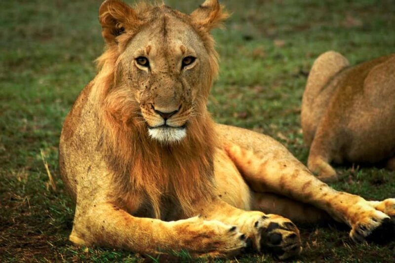 ADVENTURE: 7DAYS KENYA SAFARI - A Closer Look at the 7-Day Kenya Safari Experience
