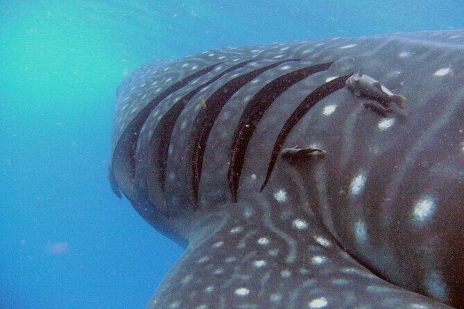 Adventure and Snorkel with the Whale Shark departing from Cancun - Introduction