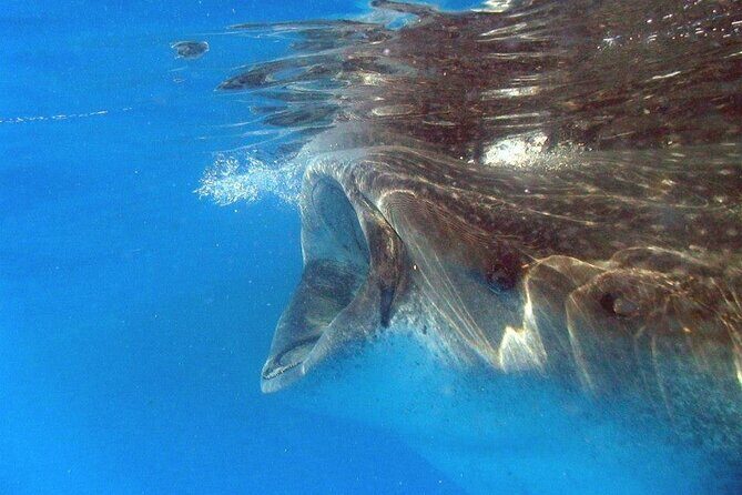Adventure and Snorkel with the Whale Shark departing from Cancun - Key Points