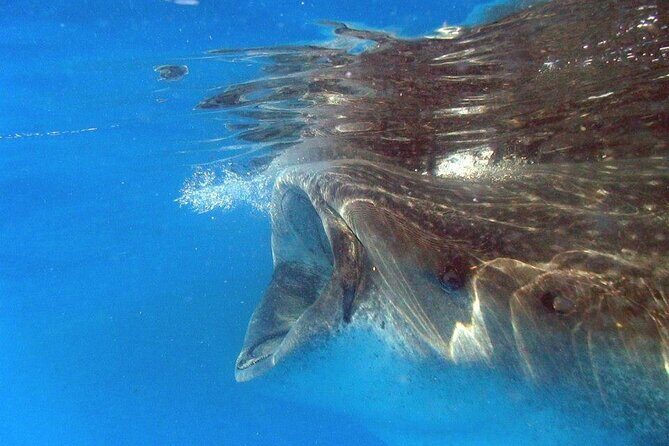 Adventure and Snorkel with the Whale Shark From Playa del Carmen - What to Expect from This Whale Shark Experience