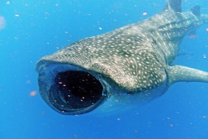 Adventure and Snorkel with the Whale Shark From Playa del Carmen - What Real Travelers Say