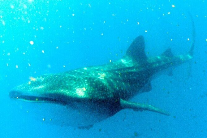 Adventure and Snorkel with the Whale Shark from Puerto Morelos - Key Points