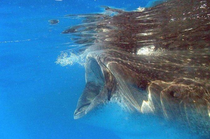 Adventure and Snorkel with the Whale Shark from Puerto Morelos - The Itinerary in Detail: What You’ll Experience