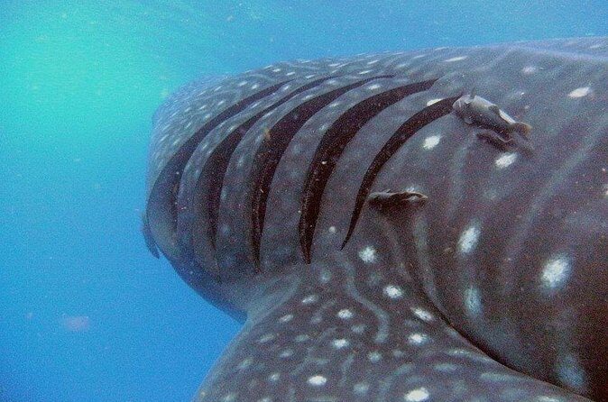 Adventure and Snorkel with the Whale Shark from Puerto Morelos - The Sum Up: Who Is This Tour Best For?