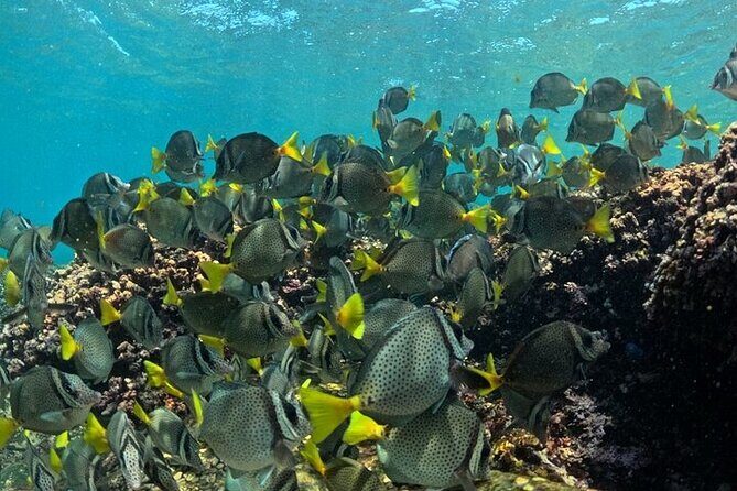 Adventure DE Snorkeling at Dawn - Summary: Is It Worth It?