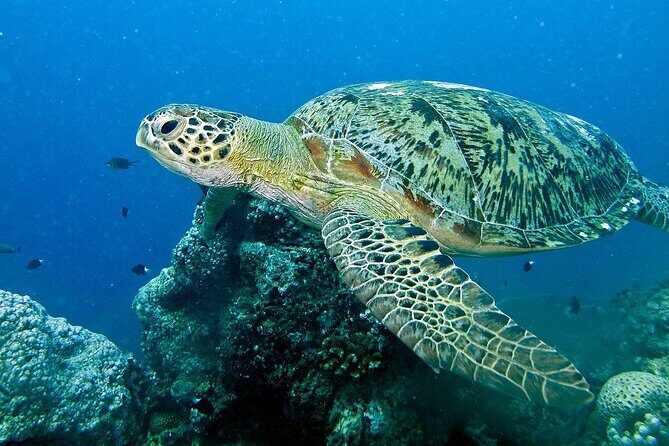 Adventure Rafting - Mooloolaba Turtle Tour - The Sum Up: Is This Tour for You?
