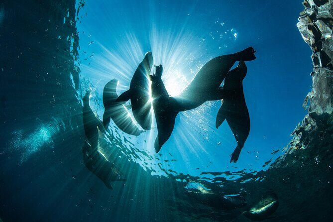 Adventure to Espiritu Santo Island: Snorkel with Sea Lions and Beach - The Sum Up: Who Is This Tour Perfect For?