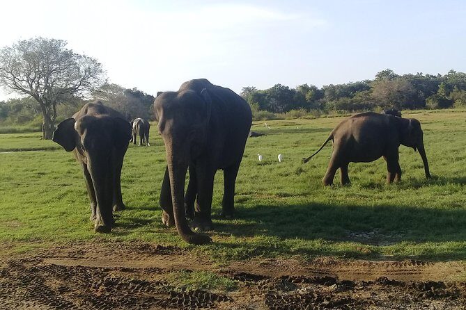 Adventure trincomalee to sigiriya and wild safari ,village tour - Value and Practicalities