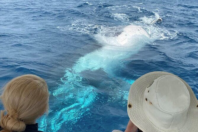 Adventure Whale Watching Tour Mooloolaba - Introduction