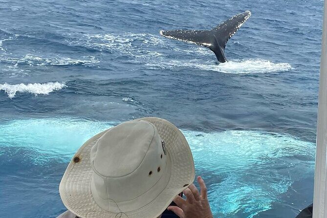 Adventure Whale Watching Tour Mooloolaba - Key Points