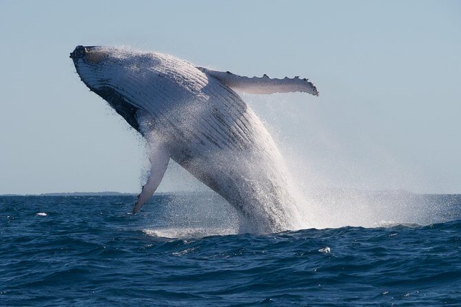 Adventure Whale Watching Tour Mooloolaba - The Sum Up