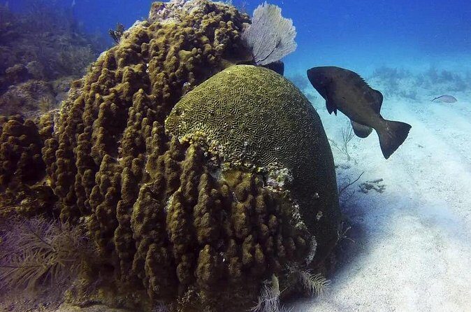 Adventures of the Lost Atlantis Bimini Road - Who Should Consider This Tour?