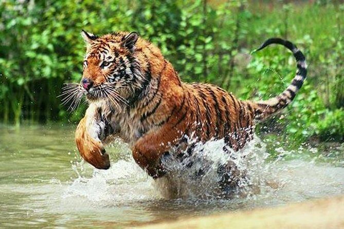 Adventures Ranthambore Wildlife Safari Tour from Delhi with Safari Rides - Key Points