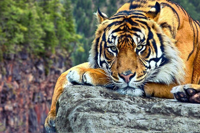 Adventures Ranthambore Wildlife Safari Tour from Delhi with Safari Rides - What’s Included and What’s Not