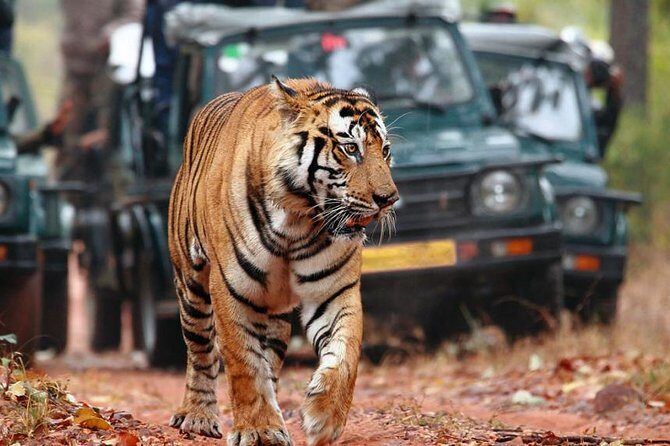 Adventures Ranthambore Wildlife Safari Tour from Delhi with Safari Rides - FAQ