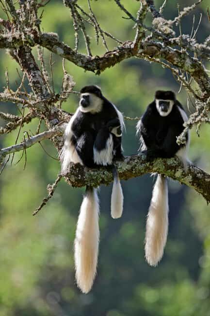 Adventurous Aberdare National Park 2-Day Safari - Key Points