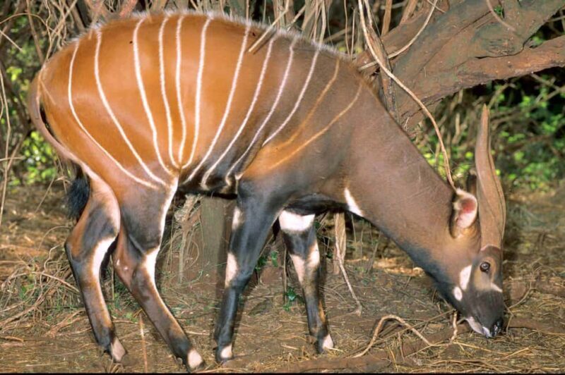 Adventurous Aberdare National Park 2-Day Safari - Practical Tips for Travelers